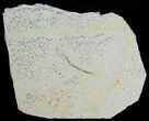 Unusual Solnhofen Fossil Fish Orthogoniklethrus hoelli #6186-1